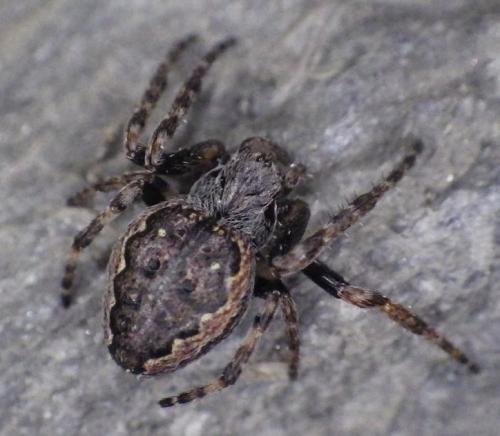 Réf. 273 923 : Nuctenea umbratica